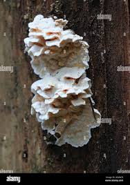 Attēlu rezultāti vaicājumam “Skeletocutis amorpha”