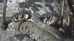 Image result for Ringelnatter