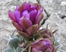 Attēlu rezultāti vaicājumam “Sclerophora farinacea”