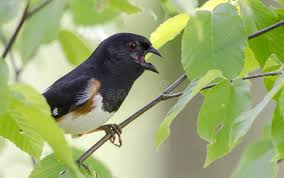 Image result for Pipilo erythrophthalmus