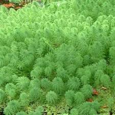 Attēlu rezultāti vaicājumam “Haloragaceae”