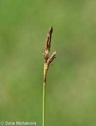 Attēlu rezultāti vaicājumam “Carex chordorrhiza fruit”