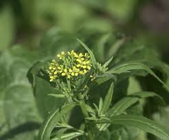 Attēlu rezultāti vaicājumam “Erysimum cheiranthoides leaf”