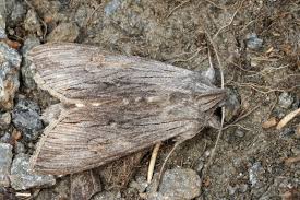 Attēlu rezultāti vaicājumam “Cucullia lucifuga”