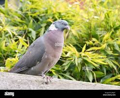 Attēlu rezultāti vaicājumam “Columba palumbus adult”
