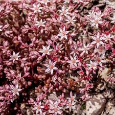 Attēlu rezultāti vaicājumam “Sedum hispanicum flower”