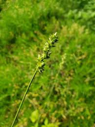 Attēlu rezultāti vaicājumam “Carex spicata”