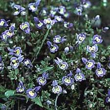 Attēlu rezultāti vaicājumam “Campanulaceae”