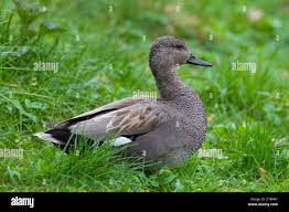 Attēlu rezultāti vaicājumam “Anas strepera”