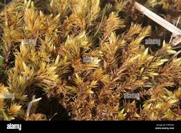 Attēlu rezultāti vaicājumam “Aulacomnium palustre”