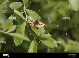 Attēlu rezultāti vaicājumam “Carterocephalus silvicolus”