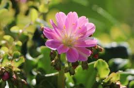 Image result for Bitterwurz