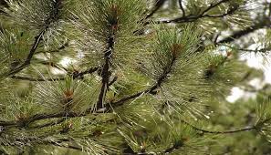 Attēlu rezultāti vaicājumam “Schizolachnus pineti”