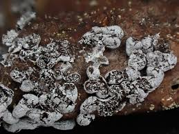 Attēlu rezultāti vaicājumam “Badhamiopsis scripta spores”