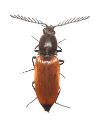 Attēlu rezultāti vaicājumam “Anostirus castaneus”