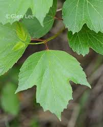 Attēlu rezultāti vaicājumam “Viburnum opulus leaf”
