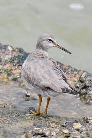 Image result for Tringa brevipes