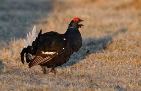 Image result for Tetrao tetrix