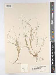 Attēlu rezultāti vaicājumam “Carex disperma”