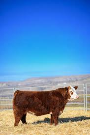 Image result for A J Activities, Herefordshire