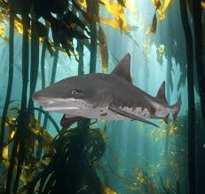 Image result for Triakis megalopterus