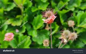 Attēlu rezultāti vaicājumam “Geum rivale fruit”