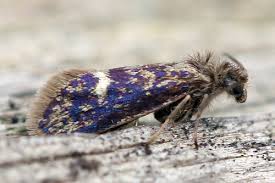 Attēlu rezultāti vaicājumam “Eriocraniidae”