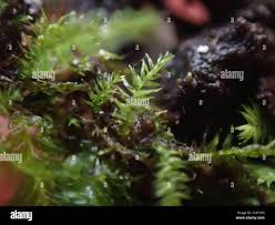 Attēlu rezultāti vaicājumam “Pseudotaxiphyllum elegans macro”