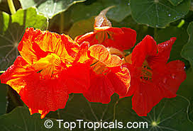 Attēlu rezultāti vaicājumam “Tropaeolum majus flower”