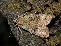 Attēlu rezultāti vaicājumam “Anaplectoides prasina”