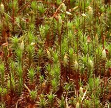 Attēlu rezultāti vaicājumam “Polytrichum strictum”