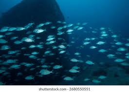 Image result for Haemulon carbonarium