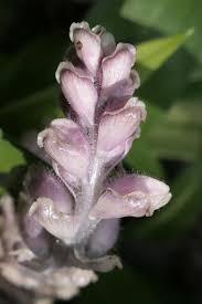 Attēlu rezultāti vaicājumam “Lathraea squamaria”