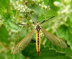 Attēlu rezultāti vaicājumam “Tipulidae”