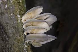 Attēlu rezultāti vaicājumam “Panellus serotinus”