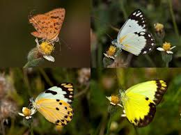 Attēlu rezultāti vaicājumam “Trichia longipalpis spores”