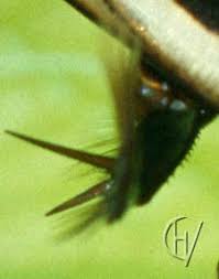 Attēlu rezultāti vaicājumam “Hydaticus transversalis”