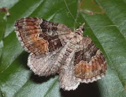 Attēlu rezultāti vaicājumam “Xanthorhoe quadrifasiata”