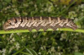 Attēlu rezultāti vaicājumam “Deilephila porcellus”