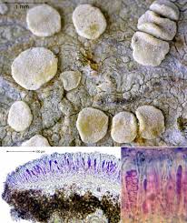 Attēlu rezultāti vaicājumam “Lecanora albella”