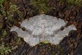 Attēlu rezultāti vaicājumam “Macaria alternata”