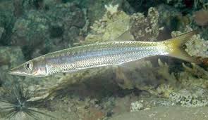 Image result for Sphyraena barracuda