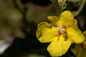Attēlu rezultāti vaicājumam “Verbascum densiflorum flower”