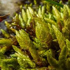 Attēlu rezultāti vaicājumam “Bryum schleicheri”