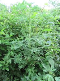 Attēlu rezultāti vaicājumam “Ambrosia artemisiifolia leaf”