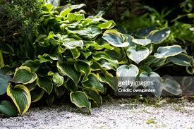 Attēlu rezultāti vaicājumam “Hosta sp. leaf”