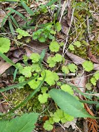 Attēlu rezultāti vaicājumam “Alliaria petiolata leaf”