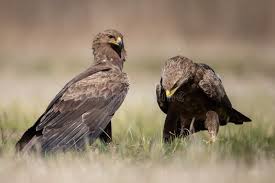 Attēlu rezultāti vaicājumam “Aquila pomarina adult”