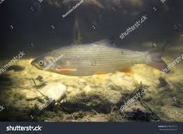 Image result for Chondrostoma nasus