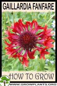 Image result for Gaillardia amblyodon